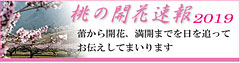 桃の開花情報